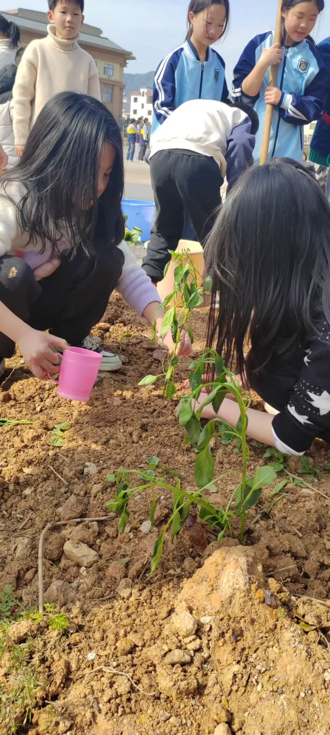 植树5.jpg